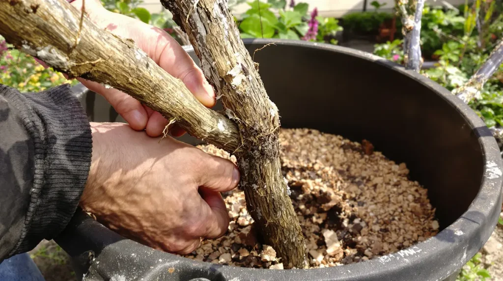 Figuier : ce geste de fin d’hiver qui permet d’en obtenir un second gratuitement chez vous, même débutant