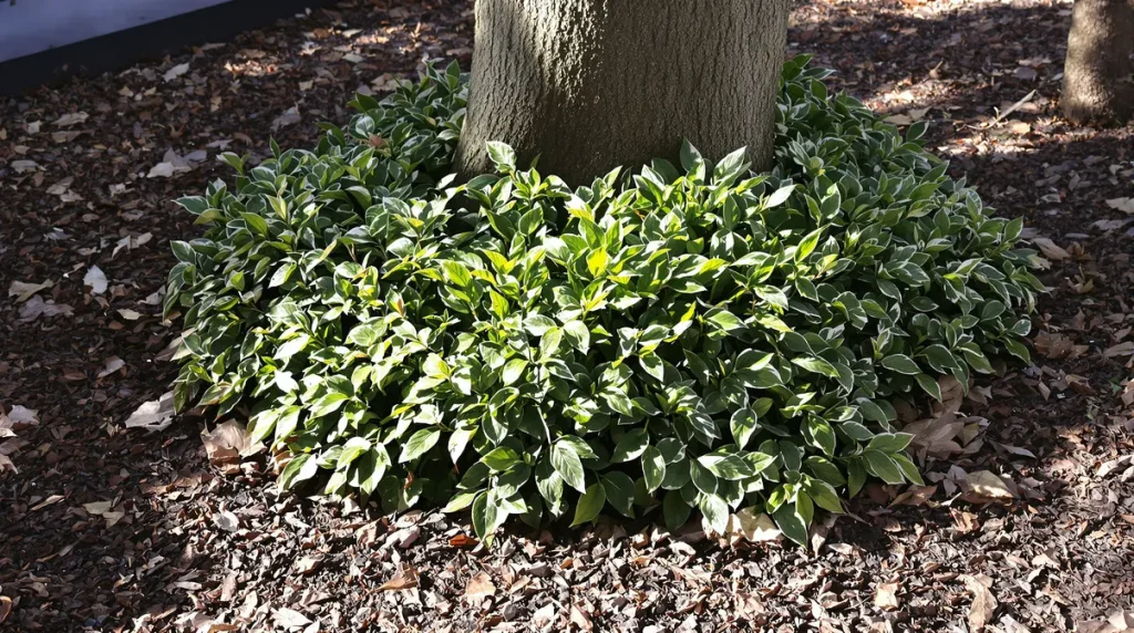 Jardiniers : cette vivace d’ombre méconnue illumine l’hiver, régale les abeilles et bloque les mauvaises herbes