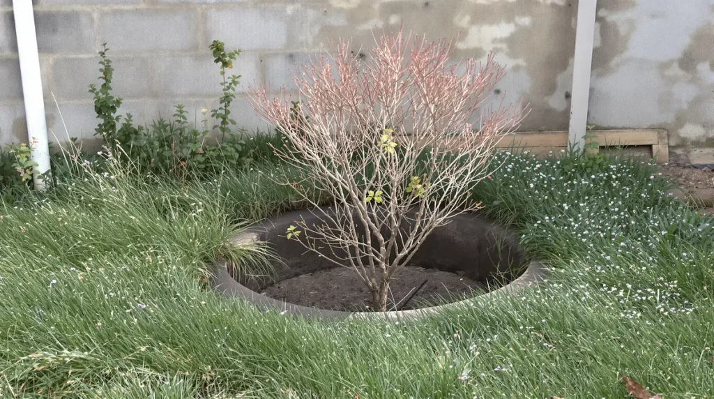 Le fruitier le plus facile du jardin : même sans main verte, ça marche