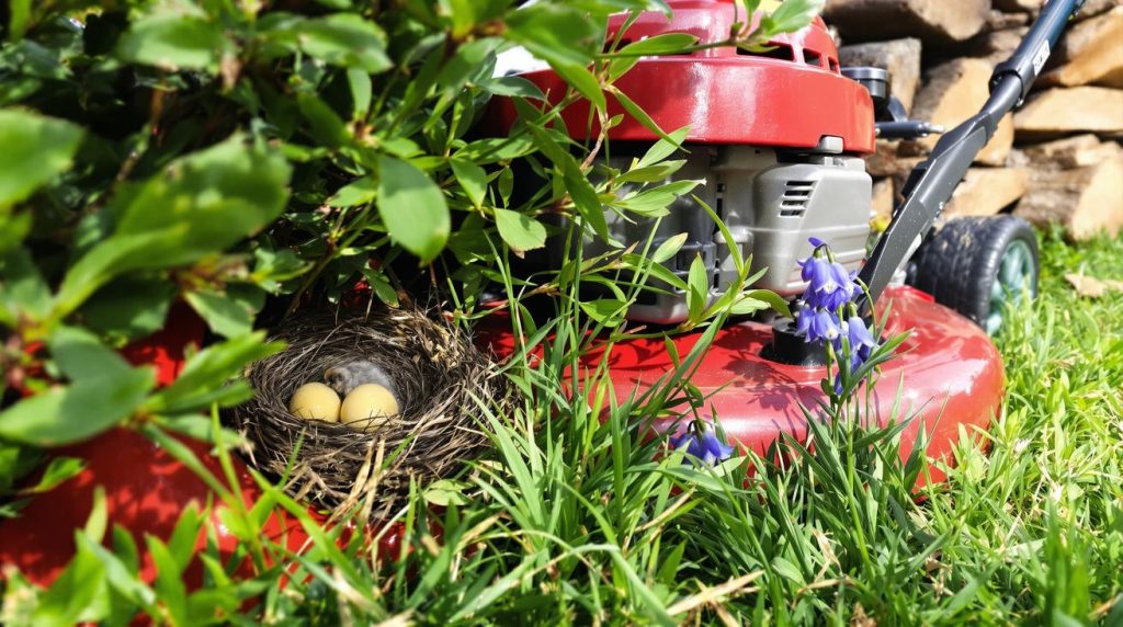 Trois erreurs à ne pas commettre dans votre jardin au printemps